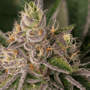 Close-up of a trichome-covered Blueberry Kush Strain Feminized Seeds bud, showcasing its dense structure and resinous quality. Ideal for cultivation.