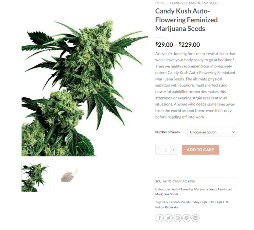 What Are Autoflowering Marijuana Seeds? Candy Kush Autoflowering Marijuana Seeds