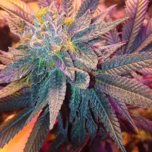 Close-up of a vibrant Candyland Peyote Strain Feminized Seeds bud, showcasing trichome-covered leaves. Shop for high-quality cannabis seeds now!