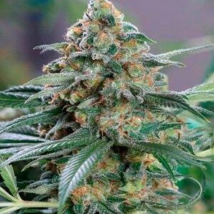 Close-up of a vibrant, mature Kush Strain CBD Seeds plant, showcasing its dense buds and healthy leaves. Purchase your Kush Strain CBD Seeds today.