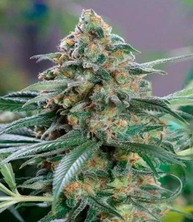 Kush cbd seeds