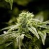 Close-up of a mature cannabis plant, showcasing the trichome-covered bud of Charlottes Web Strain CBD Seeds, indicating high CBD content and potential health benefits.