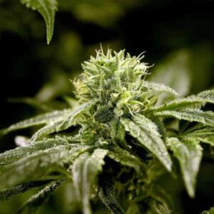 Charlotte’s Web CBD Seeds