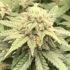 Close-up of a healthy cannabis plant bud ready for harvest, showcasing Chronic Widow Strain Feminized Seeds potential. Rich trichomes are visible.