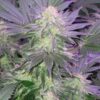 Close-up image of a mature Confidential Cheese Strain Feminized Seeds plant. Explore the rich genetics of this popular cannabis strain for optimal yields.