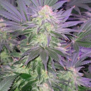 Close-up image of a mature Confidential Cheese Strain Feminized Seeds plant. Explore the rich genetics of this popular cannabis strain for optimal yields.