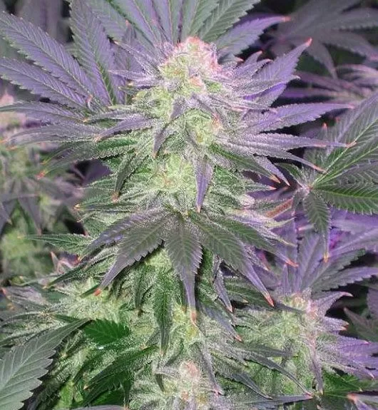 Confidential Cheese feminized seeds