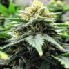 Close-up of a mature Cream Strain Feminized Seeds cannabis plant, showcasing its resin-covered buds and vibrant green leaves. High quality cannabis strain.