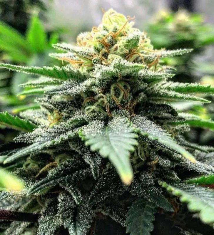 Cream feminized seeds