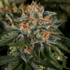 Close-up view of a high-quality cannabis bud showcasing the dense trichome coverage and vibrant orange hairs of the Critical Kush Strain Autoflower seeds.
