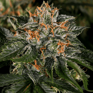 Close-up view of a high-quality cannabis bud showcasing the dense trichome coverage and vibrant orange hairs of the Critical Kush Strain Autoflower seeds.