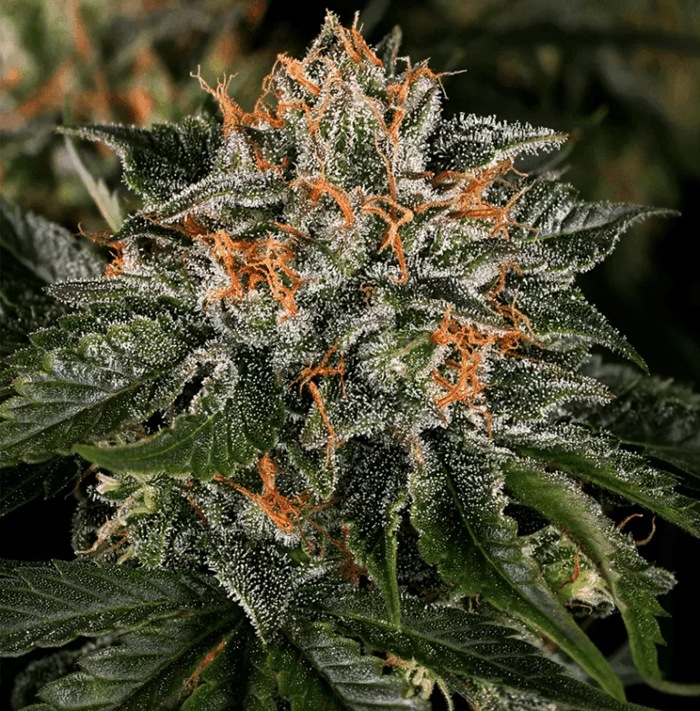 Critical Kush autoflower seeds