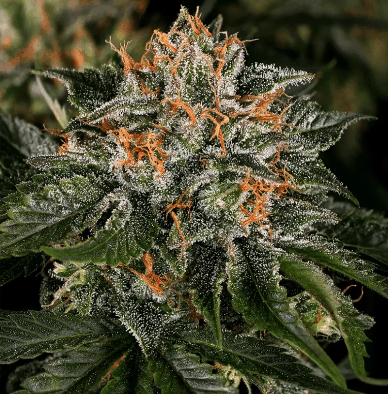 Critical Kush Strain Review: Autoflower Seeds Grow Guide Close-Up View Of A High-Quality Cannabis Bud Showcasing The Dense Trichome Coverage And Vibrant Orange Hairs Of The Critical Kush Strain Autoflower Seeds.