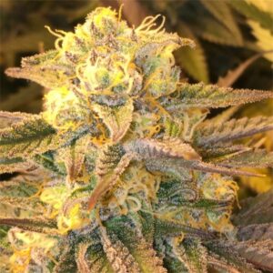 Close-up of a mature Critical Widow Strain Feminized Seeds bud, showcasing the trichome density and vibrant colours of this premium cannabis strain.