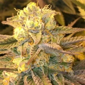 Close-up of a mature Critical Widow Feminized Seeds bud, showcasing the trichome density and vibrant colours of this premium cannabis strain.