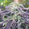 Close-up of a mature Five Alive Strain Feminized Seeds flower, showcasing its dense buds and vibrant purple foliage. Premium cannabis genetics.