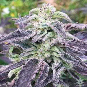 Close-Up Of A Mature Five Alive Strain Feminized Seeds Flower, Showcasing Its Dense Buds And Vibrant Purple Foliage. Premium Cannabis Genetics.