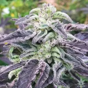 Close-Up Of A Mature Five Alive Strain Feminized Seeds Flower, Showcasing Its Dense Buds And Vibrant Purple Foliage. Premium Cannabis Genetics.
