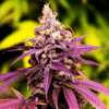 Close-up view of a vibrant purple cannabis bud showcasing the premium quality of Granddaddy Purple Strain Regular Seeds. Ideal for cultivators seeking robust genetics.