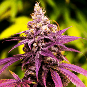 Close-Up View Of A Vibrant Purple Cannabis Bud Showcasing The Premium Quality Of Granddaddy Purple Strain Regular Seeds. Ideal For Cultivators Seeking Robust Genetics.