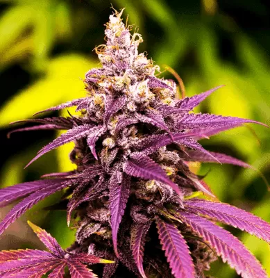 Regular Seeds