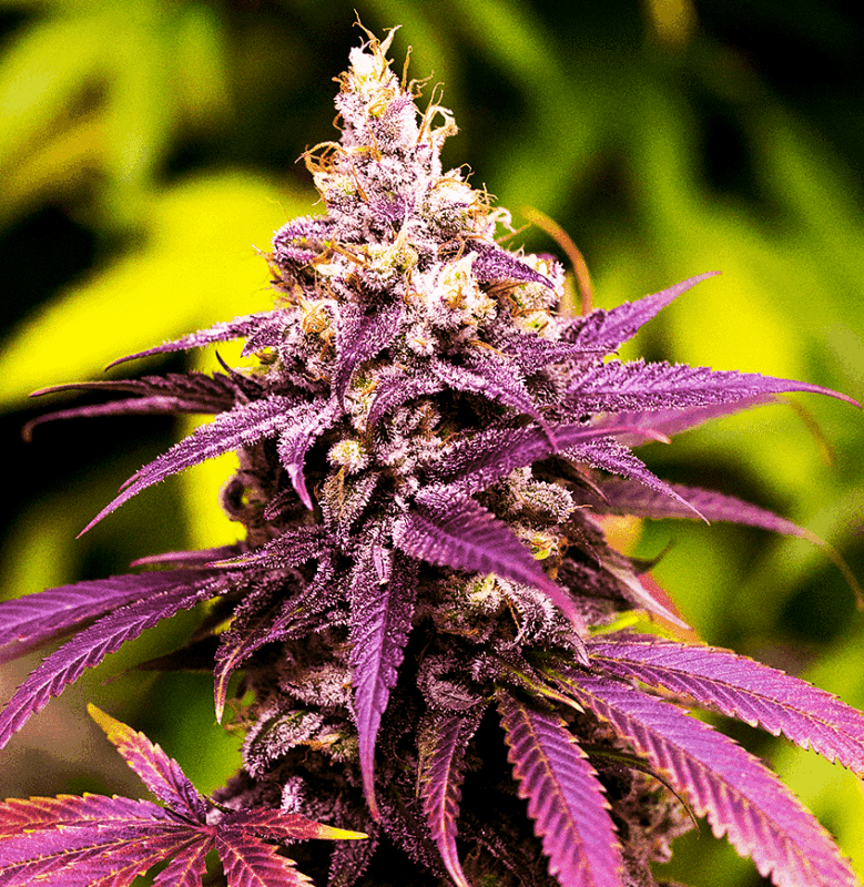 Granddaddy Purple Seeds Review: Lineage &Amp; Grow Guide Close-Up View Of A Vibrant Purple Cannabis Bud Showcasing The Premium Quality Of Granddaddy Purple Strain Regular Seeds. Ideal For Cultivators Seeking Robust Genetics.