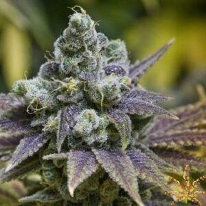 Close-up of the Grape Ape Strain Feminized Seeds' mature bud, showcasing trichome coverage and vibrant purple hues. High-quality genetics for potent plants.