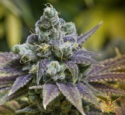Grape Ape Strain Feminized Seeds Close-Up Of The Grape Ape Strain Feminized Seeds' Mature Bud, Showcasing Trichome Coverage And Vibrant Purple Hues. High-Quality Genetics For Potent Plants.