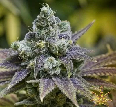 Grape Ape feminized seeds