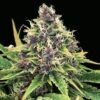 Close-up of a vibrant purple and green cannabis flower, showcasing the quality of Hindu Kush Strain Regular Seeds. Perfect for cultivation.
