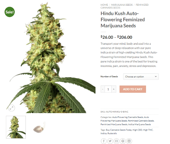 What Are Autoflowering Marijuana Seeds? Hindu Kush Feminized Marijuana Seeds