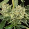 Close-up of a healthy, frosted Honey OG Strain Feminized Seeds cannabis flower bud. High quality cannabis seeds available for purchase now.