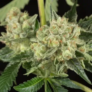 Close-up of a healthy, frosted Honey OG Strain Feminized Seeds cannabis flower bud. High quality cannabis seeds available for purchase now.
