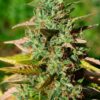 Close-up of a healthy cannabis plant, showcasing the rich green foliage of Mazar Strain Regular Seeds. A perfect choice for growers seeking quality.