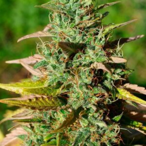 Close-up of a healthy cannabis plant, showcasing the rich green foliage of Mazar Strain Regular Seeds. A perfect choice for growers seeking quality.