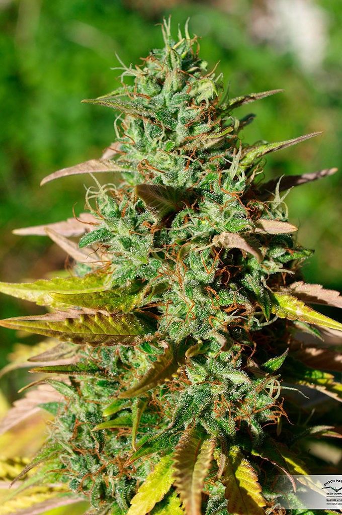 Mazar Strain Regular Seeds Close-Up Of A Healthy Cannabis Plant, Showcasing The Rich Green Foliage Of Mazar Strain Regular Seeds. A Perfect Choice For Growers Seeking Quality.