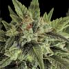 Close-up of a vibrant cannabis flower showcasing the Moby Dick Strain Feminized Seeds genetics, covered in trichomes, promising a potent yield.