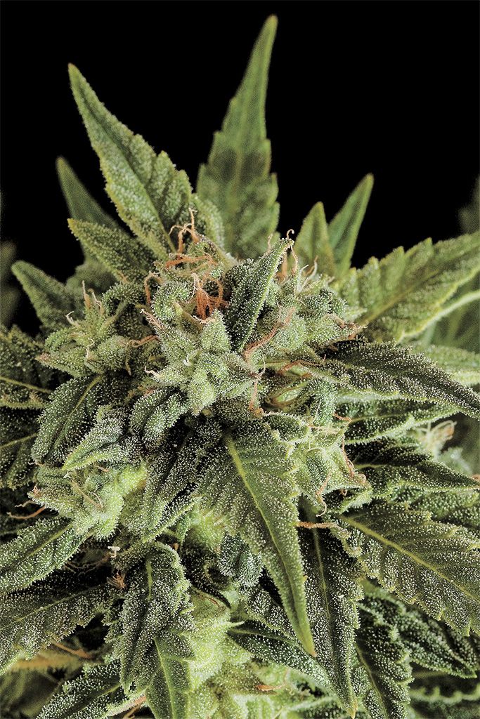 Moby Dick Strain Feminized Seeds Close-Up Of A Vibrant Cannabis Flower Showcasing The Moby Dick Strain Feminized Seeds Genetics, Covered In Trichomes, Promising A Potent Yield.