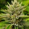 Close-up of a mature Sour Diesel Strain Autoflower Seeds bud, showcasing its trichome-covered surface. High-quality cannabis genetics for home growers.