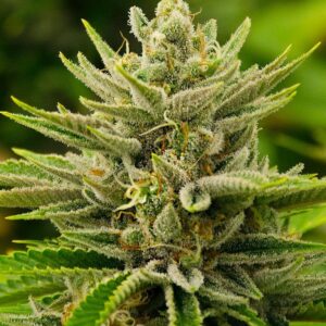 Close-Up Of A Mature Sour Diesel Strain Autoflower Seeds Bud, Showcasing Its Trichome-Covered Surface. High-Quality Cannabis Genetics For Home Growers.