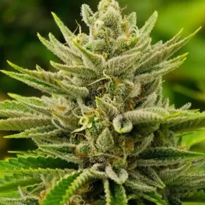 Close-up of a mature Sour Diesel Strain Autoflower Seeds bud, showcasing its trichome-covered surface. High-quality cannabis genetics for home growers.
