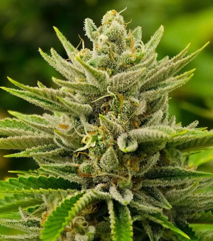 Sour Diesel autoflower seeds