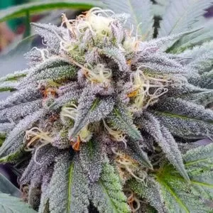Close-up of a vibrant Star Killer Feminized Seeds cannabis flower, showcasing its trichome-covered buds and delicate pistils, ready for harvest and cultivation.