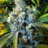 Close-up of a mature cannabis bud, showcasing the trichome density of the Super Silver Haze Strain Autoflower Seeds. Ideal for cultivation and genetic preservation.