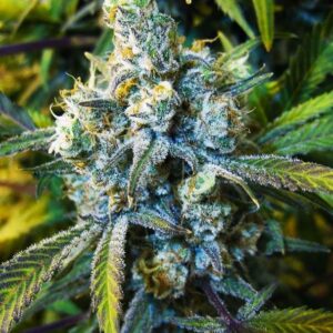 Close-up of a mature cannabis bud, showcasing the trichome density of the Super Silver Haze Strain Autoflower Seeds. Ideal for cultivation and genetic preservation.