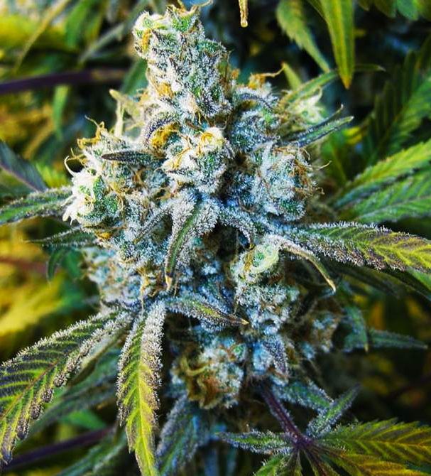 Super Silver Haze Strain Autoflower Seeds Close-Up Of A Mature Cannabis Bud, Showcasing The Trichome Density Of The Super Silver Haze Strain Autoflower Seeds. Ideal For Cultivation And Genetic Preservation.