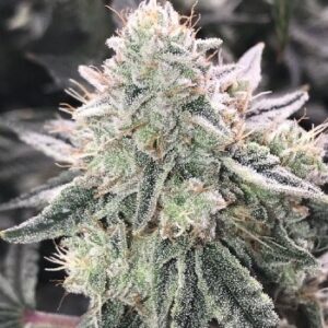 Close-up of a mature cannabis flower, indicative of the high-quality yield achievable with Super Skunk Strain Autoflower Seeds. Trichome-rich and ready for harvest.