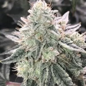 Close-up of a mature cannabis flower, indicative of the high-quality yield achievable with Super Skunk Strain Autoflower Seeds. Trichome-rich and ready for harvest.
