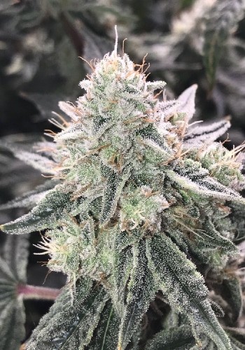 Super Skunk Strain Autoflower Seeds Close-Up Of A Mature Cannabis Flower, Indicative Of The High-Quality Yield Achievable With Super Skunk Strain Autoflower Seeds. Trichome-Rich And Ready For Harvest.