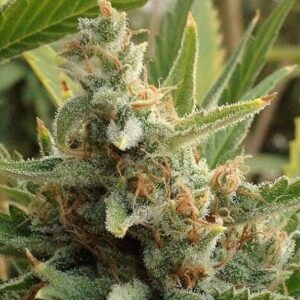 Close-up image of a mature Tangerine Strain Autoflower Seeds bud, showcasing its trichome coverage and vibrant green leaves. High-quality genetics for optimal growth and yield.